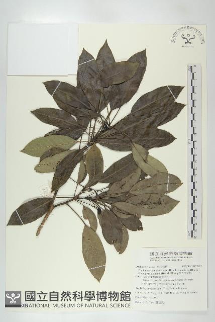 奧氏虎皮楠藏品圖，第1張