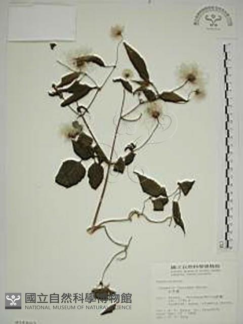 小木通藏品圖，第1張