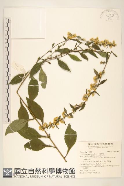 一枝黃花藏品圖，第1張