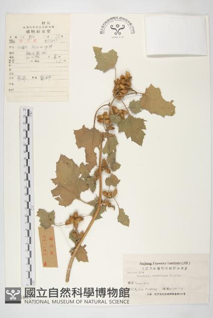 蒼耳藏品圖，第1張