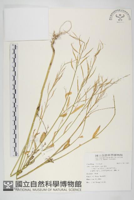 登錄號:S114803藏品圖，第1張