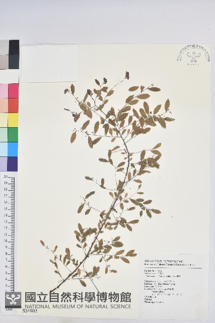 多花油柑、白仔藏品圖，第1張