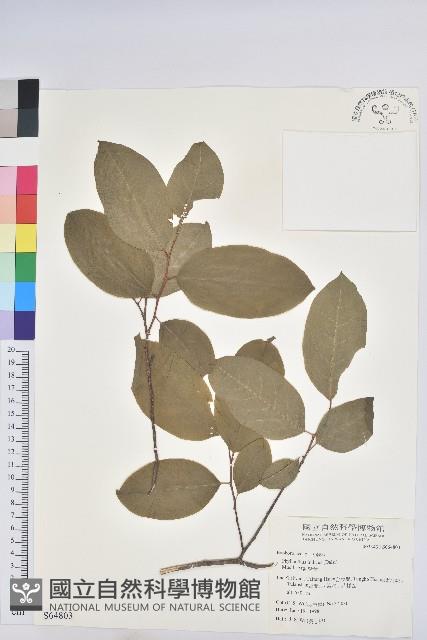 紫黃藏品圖，第1張