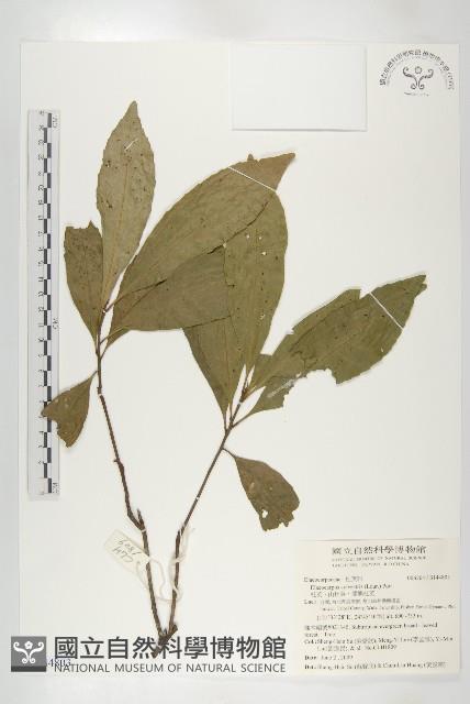 杜英、山杜英、蘭嶼杜英藏品圖，第1張