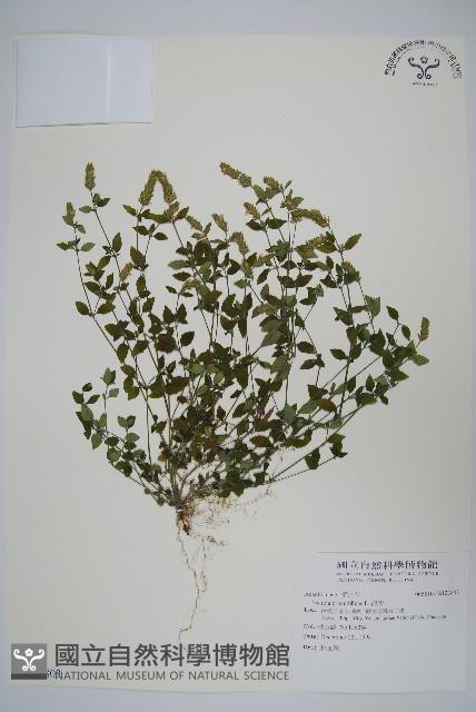 爵床藏品圖，第1張