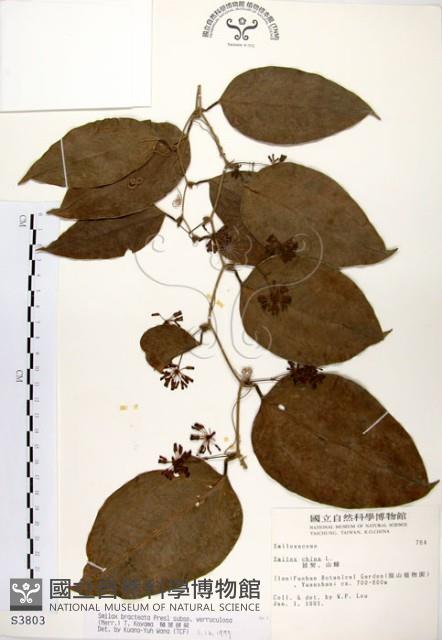 糙莖菝契藏品圖，第1張