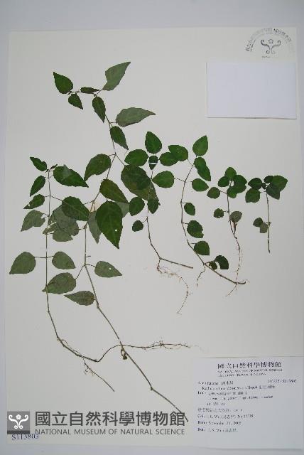 銀脈爵床藏品圖，第1張