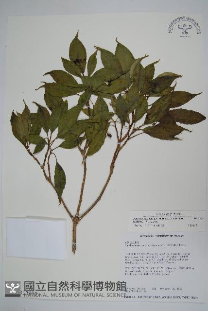 臺灣樹參藏品圖，第1張