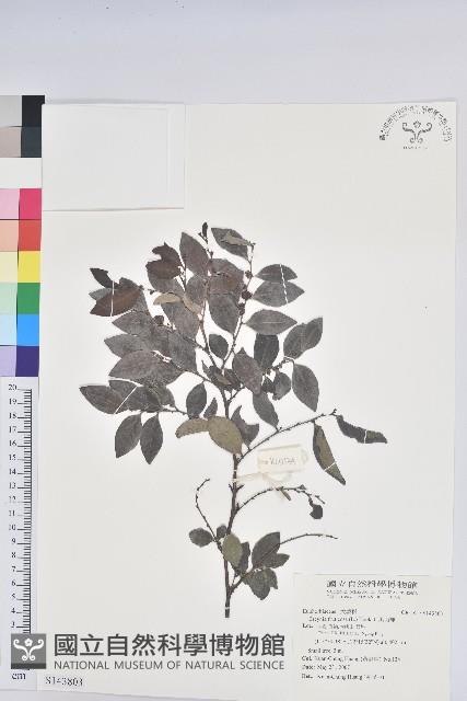 黑面神藏品圖，第1張