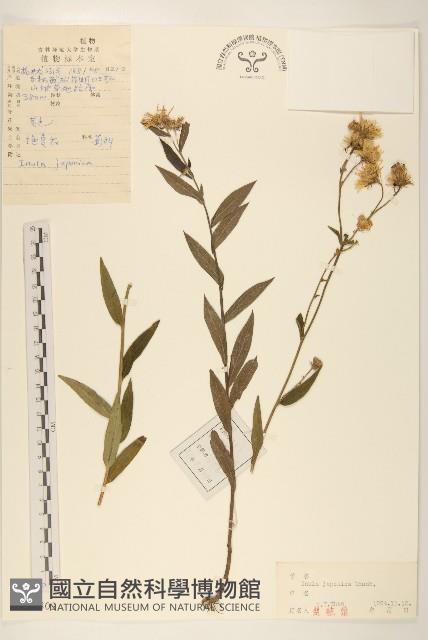 旋覆花藏品圖，第1張