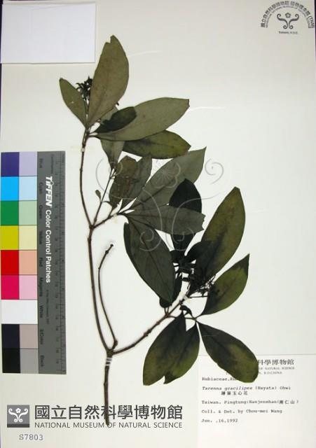 薄葉玉心花藏品圖，第1張