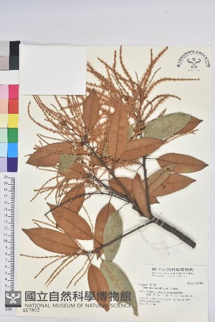 火燒柯、栲樹藏品圖，第1張