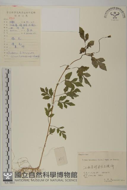 鬼針舅藏品圖，第1張