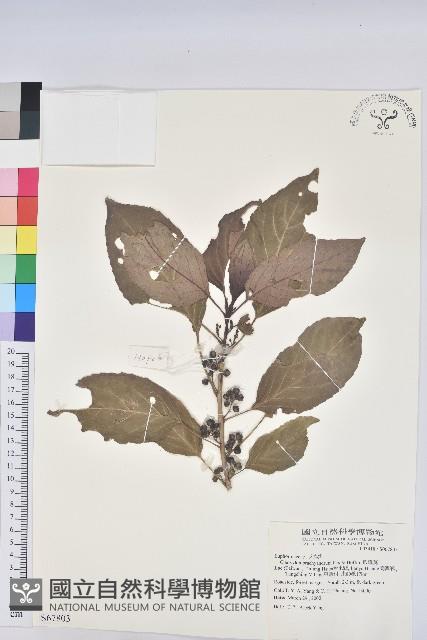 假鐵莧藏品圖，第1張