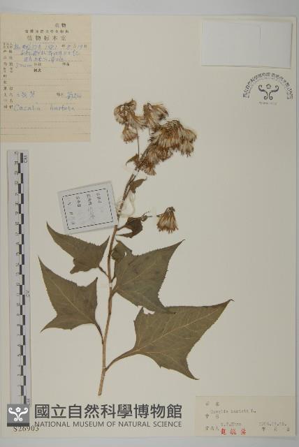 山尖子藏品圖，第1張