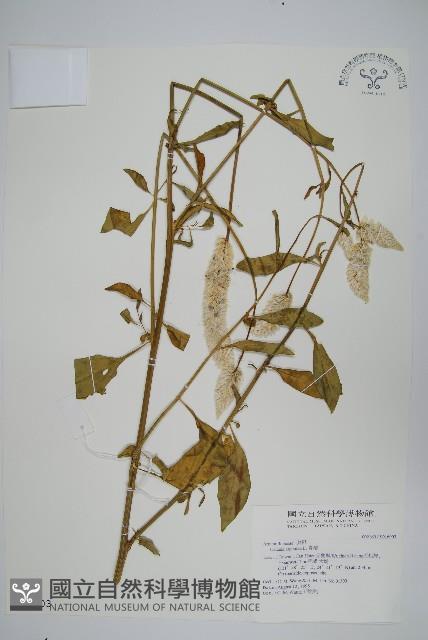 青葙藏品圖，第1張