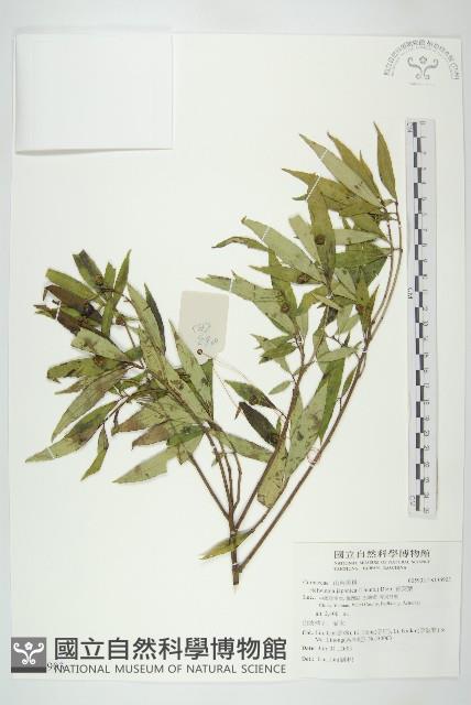 青莢葉藏品圖，第1張