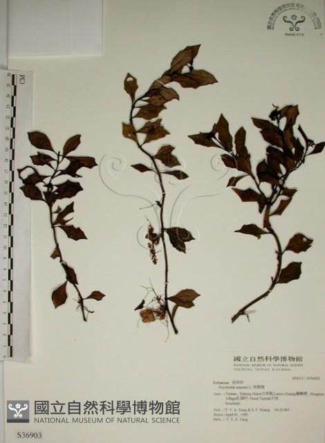 拎壁龍藏品圖，第1張