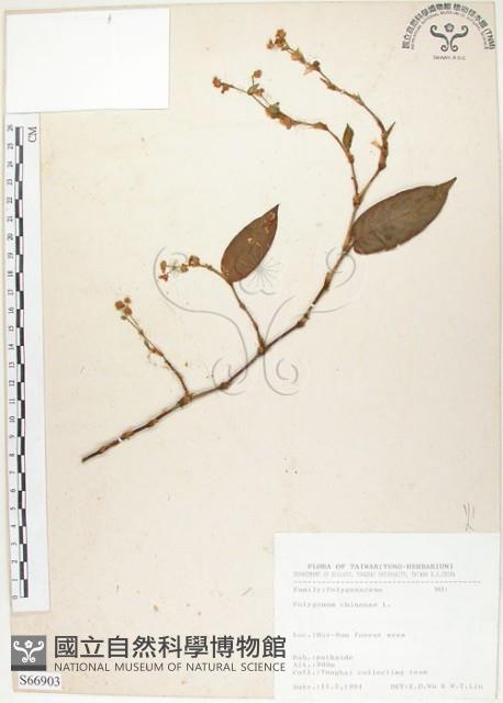 火炭母草、清飯藤藏品圖，第1張