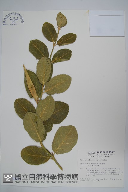 牛皮消、白薇藏品圖，第1張