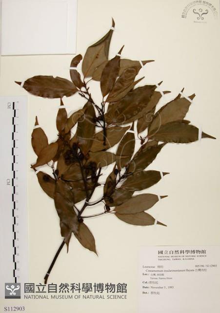 高山新木薑子藏品圖，第1張