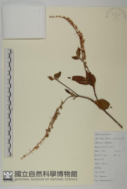 江南山柳藏品圖，第1張