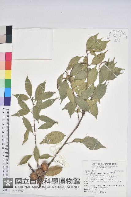 油葉石櫟藏品圖，第1張