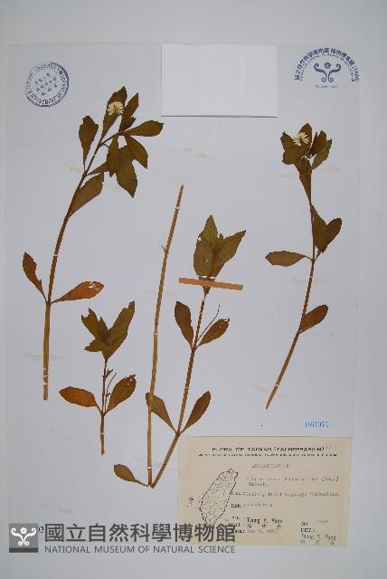 空心蓮子草藏品圖，第1張