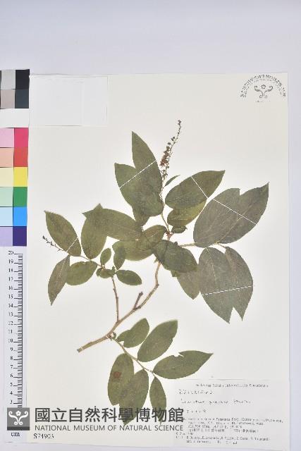 側花木藜蘆藏品圖，第1張