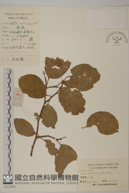 南蛇藤藏品圖，第1張