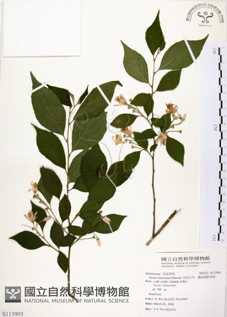烏皮九芎、奮起湖野茉莉藏品圖，第1張