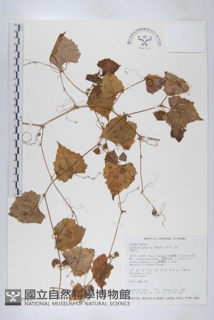 Accession Number:S017903 Collection Image, Figure 1, Total 2 Figures