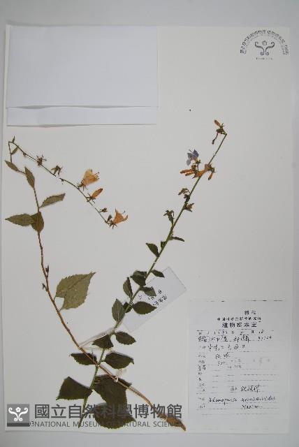 薺苨藏品圖，第1張