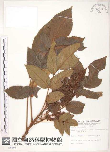 羅氏鹽膚木藏品圖，第1張