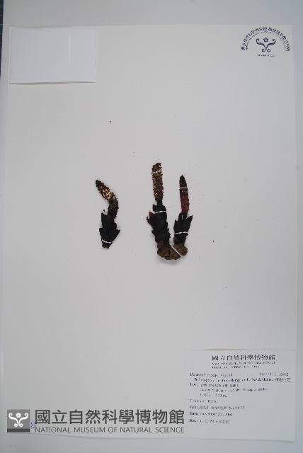 穗花蛇菰藏品圖，第1張