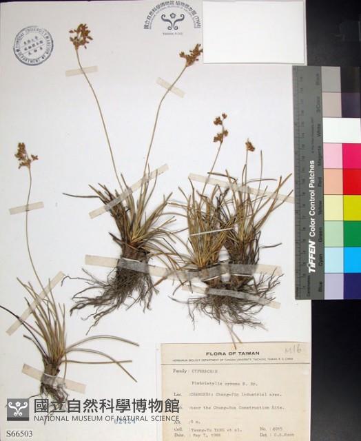 乾溝飄拂草藏品圖，第1張