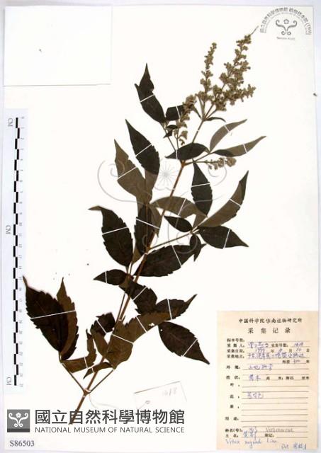黃荊藏品圖，第1張