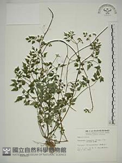 水芹菜藏品圖，第1張