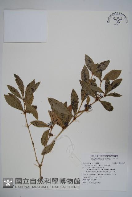 臺灣小蘗藏品圖，第1張