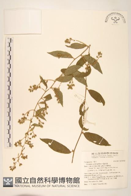 過山龍藏品圖，第1張