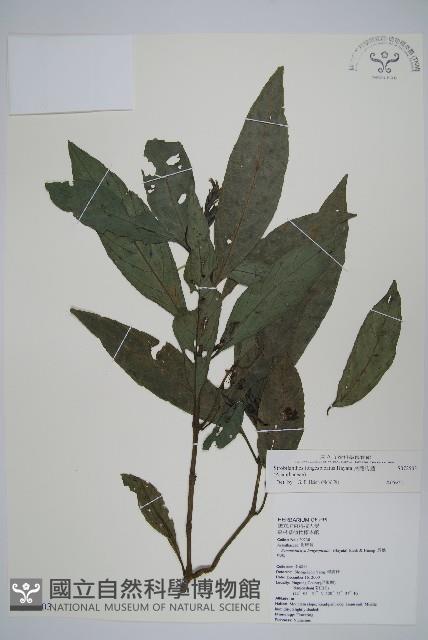 長穗馬藍藏品圖，第1張