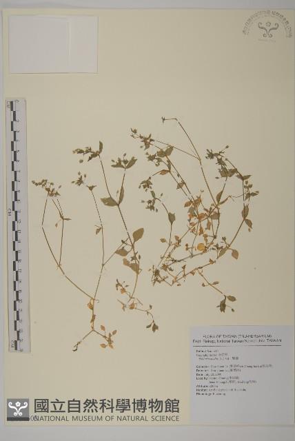 繁縷藏品圖，第1張