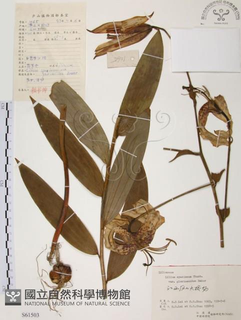 豔紅百合、豔紅鹿子百合藏品圖，第1張