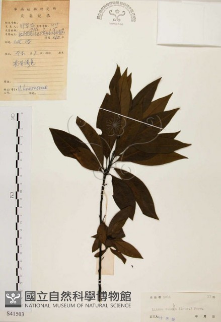 山胡椒藏品圖，第1張