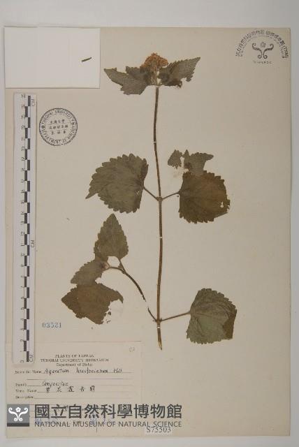 紫花霍香薊藏品圖，第1張