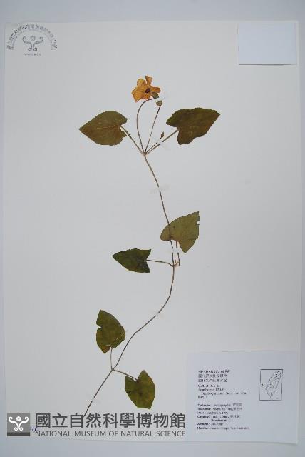 黑眼花藏品圖，第1張