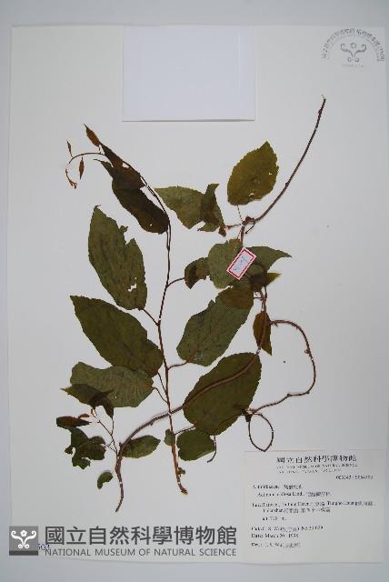 硬齒獼猴桃藏品圖，第1張