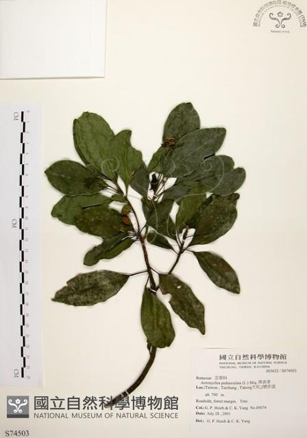 降真香藏品圖，第1張