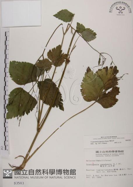 鴨兒芹藏品圖，第1張