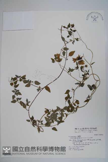 玉山山奶草藏品圖，第1張